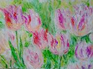 Бело-розовые тюльпаны 