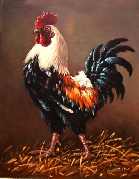 animals, rooster, 