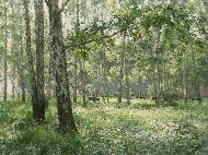 Светлый лес.2009.х.м.80х100