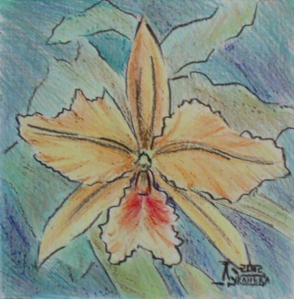 орхидея, цветок