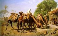 Camels at the trough