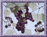 .Grapes.