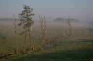 Деревья в утреннем тумане. 