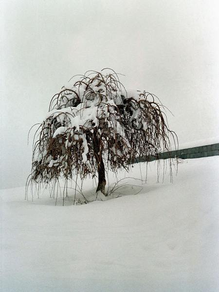 зима, снег, дерево