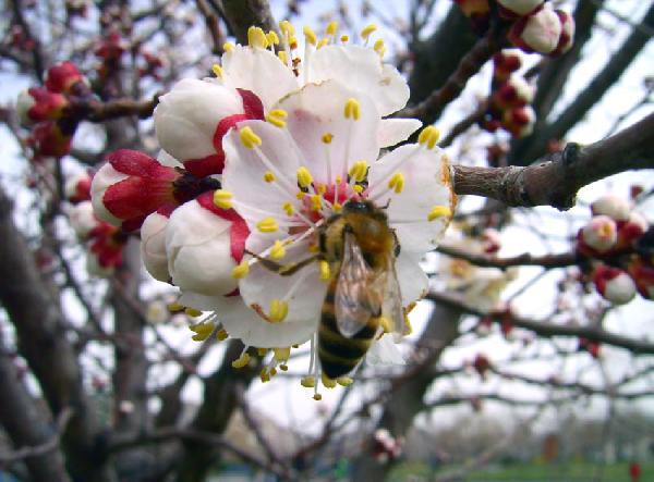 весна, абрикосовое дерево