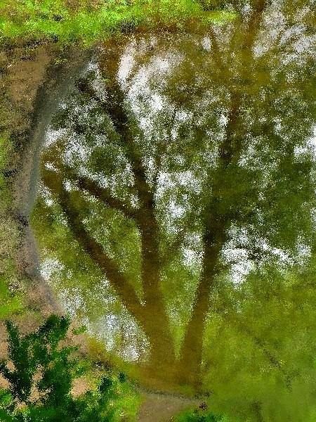дерево, отражение