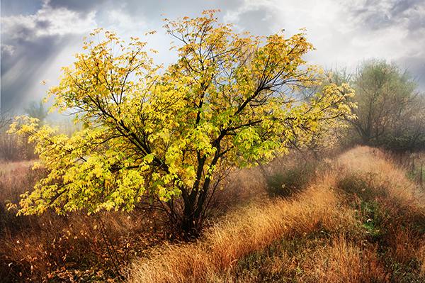 осень, дерово, ТДАдиз, autumn, tree, TDAdiz