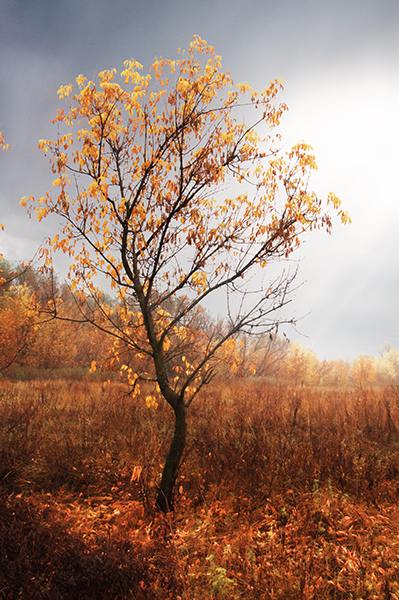 осень, дерово, ТДАдиз, autumn, tree, TDAdiz