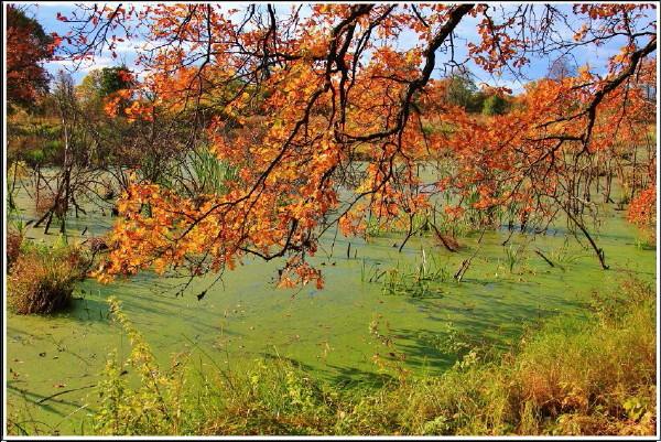 осень, ветви, дуб, дерево, старица реки, пейзаж