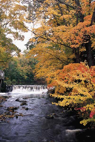 река осень дерево водопад
