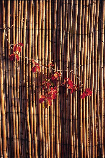 бамбук вьюн лист растение
