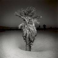 Selected night desert images