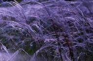 The feather grass