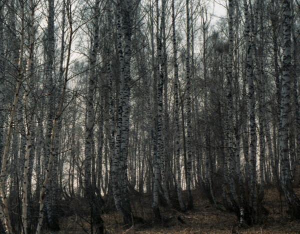 nature,birch,series,landscape,tsurikova ekaterina.