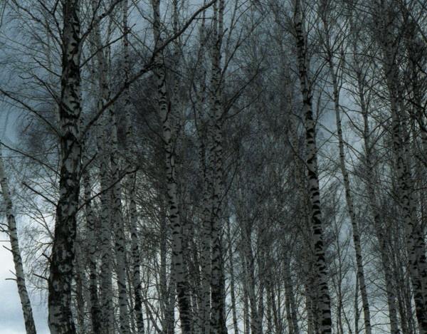 nature, series, landscape,birch, tsurikova ekaterina