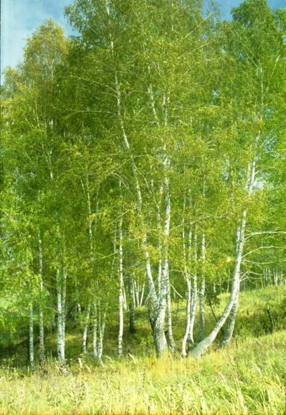 Landscape,nature,russian landscape,sun,birch-tree,color,Tsurikova Ekaterina,