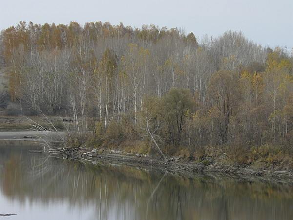 Река осень Алтай октябрь природа берёзы леса nature altay birch-tree river forest 