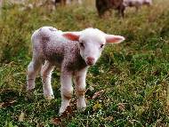 A lamb near Maussane
