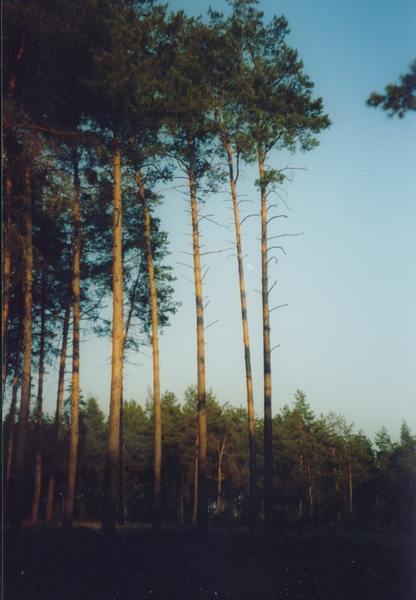 лес, деревья