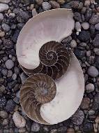 Nautilus shells 