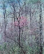 Redbud tree in Bottomland, near red river Gorge, Kentucky, 1968